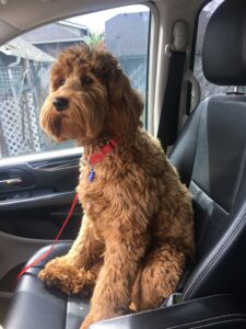 Maggie sitting upright on a car seat