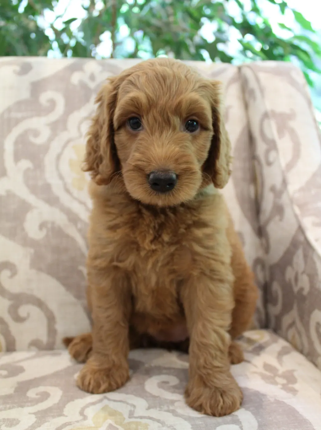 Bella and Gunner’s Bumble Bee puppies are home