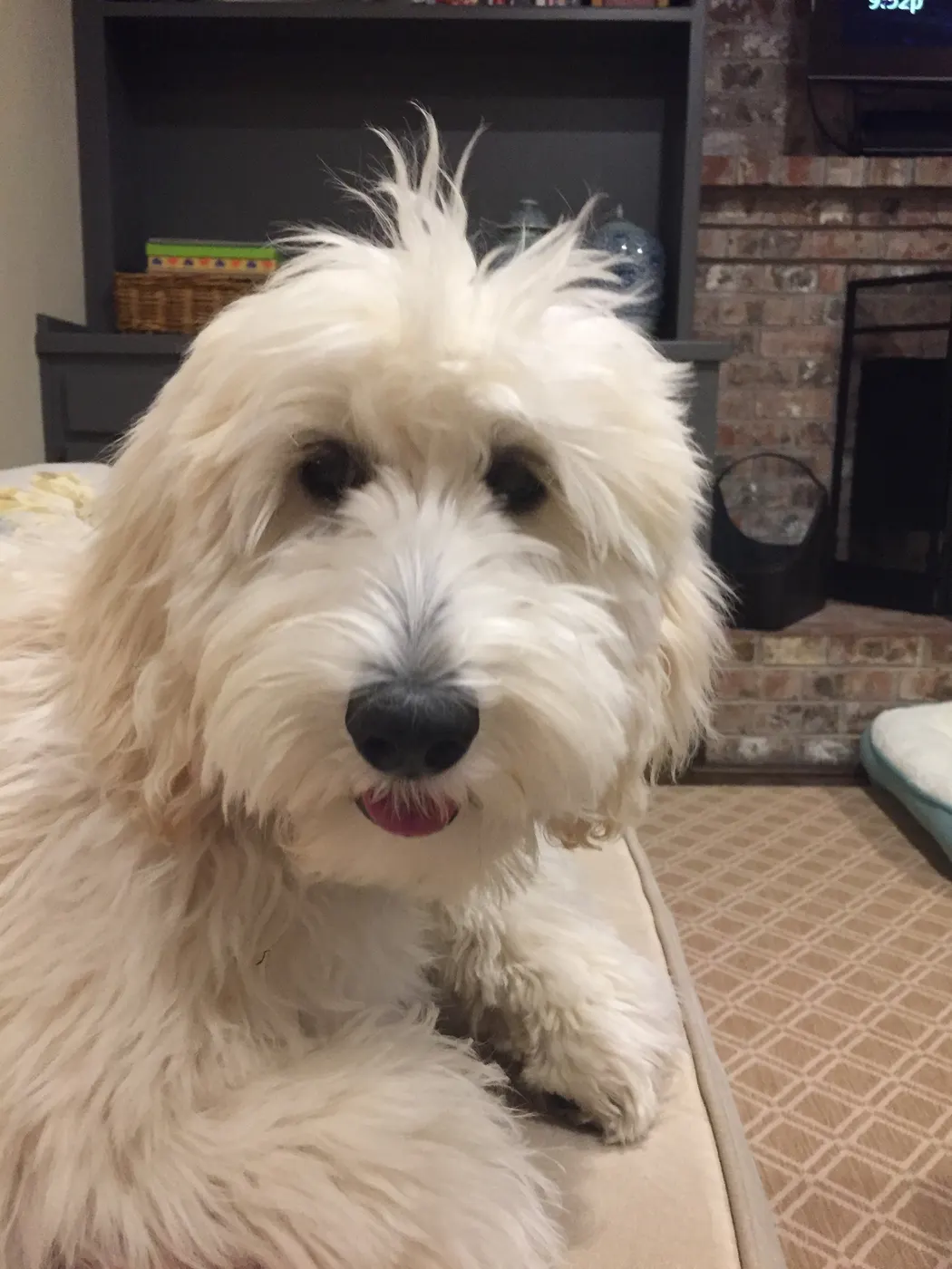 Standard cream labradoodles Salem Portland Olympia Seattle