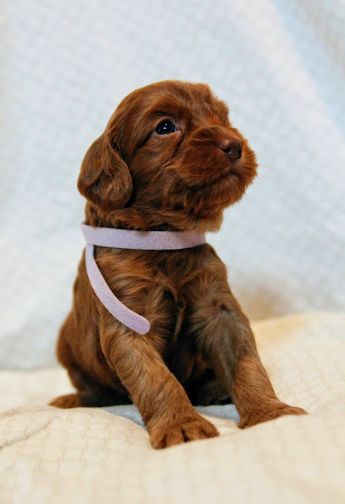 Hazel and Barkley’s puppies are home