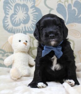 Clara Jane and Bear’s pups are home