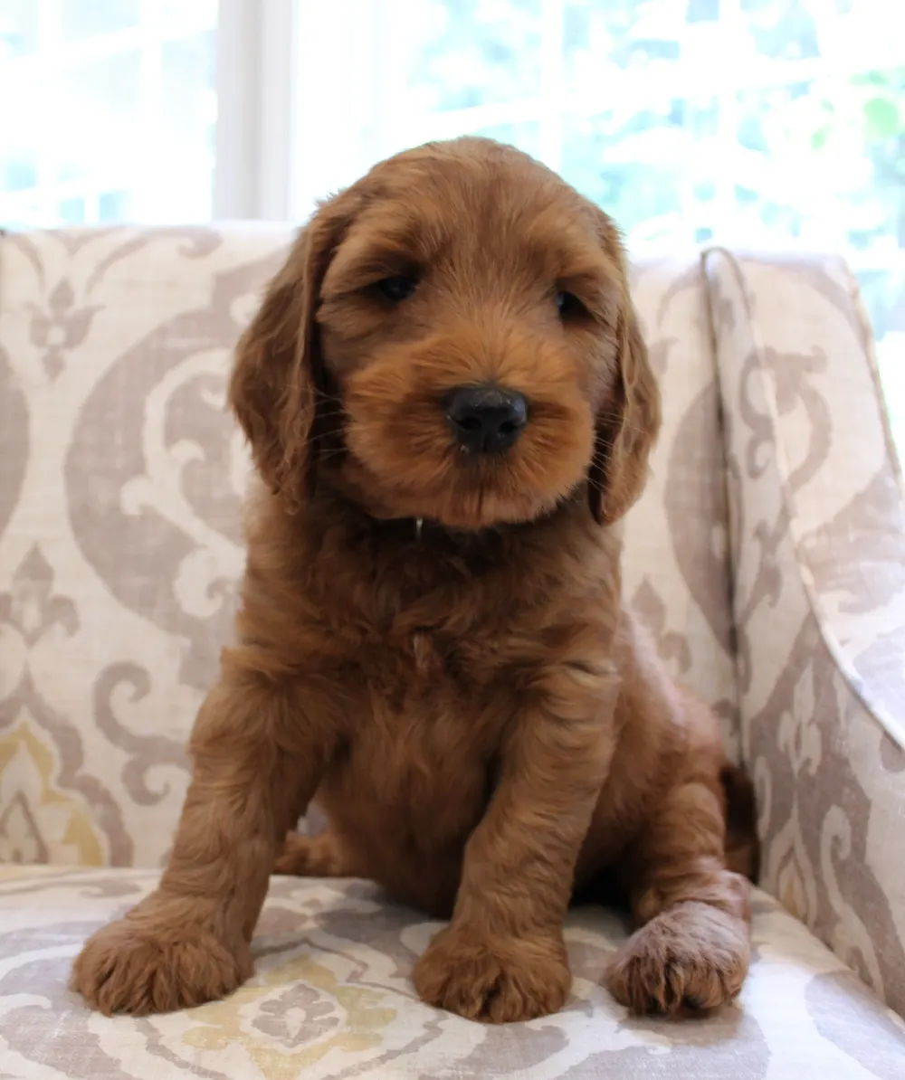 Oregon Puppy Culture breeders