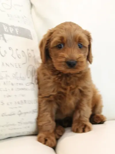Seven weeks Milo 4