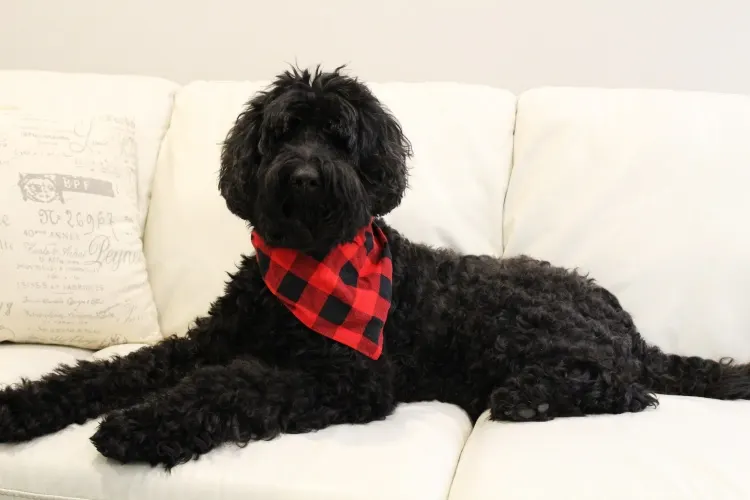 black labradoodles Portland Oregon Salem Sherwood Tigard