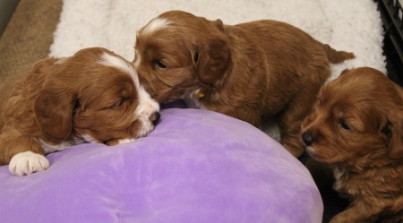 Seattle Washington labradoodles mini therapy labradoodles