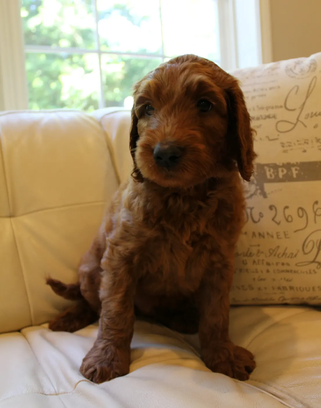 Bella and Gunner’s Bumble Bee puppies are home