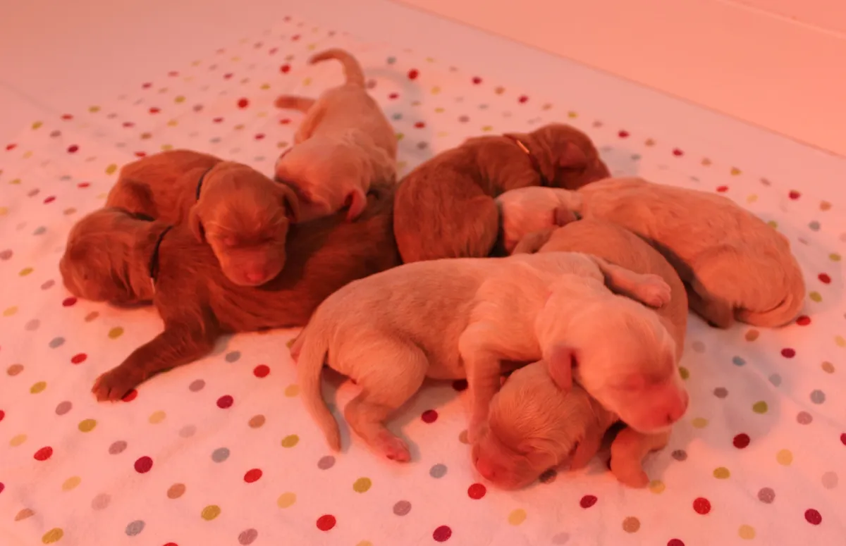 Roo and Basil’s puppies are with their forever families