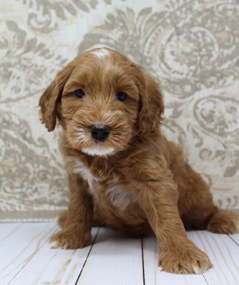 Ally and Watson’s litter is home