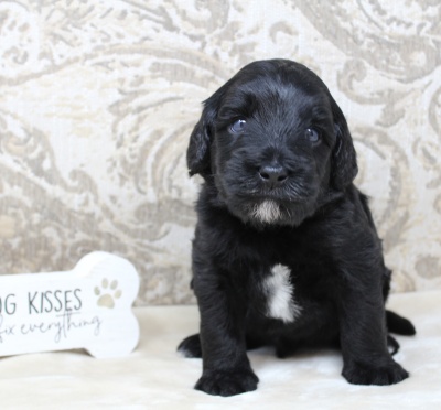 Kylie and Nelson's puppies are here!