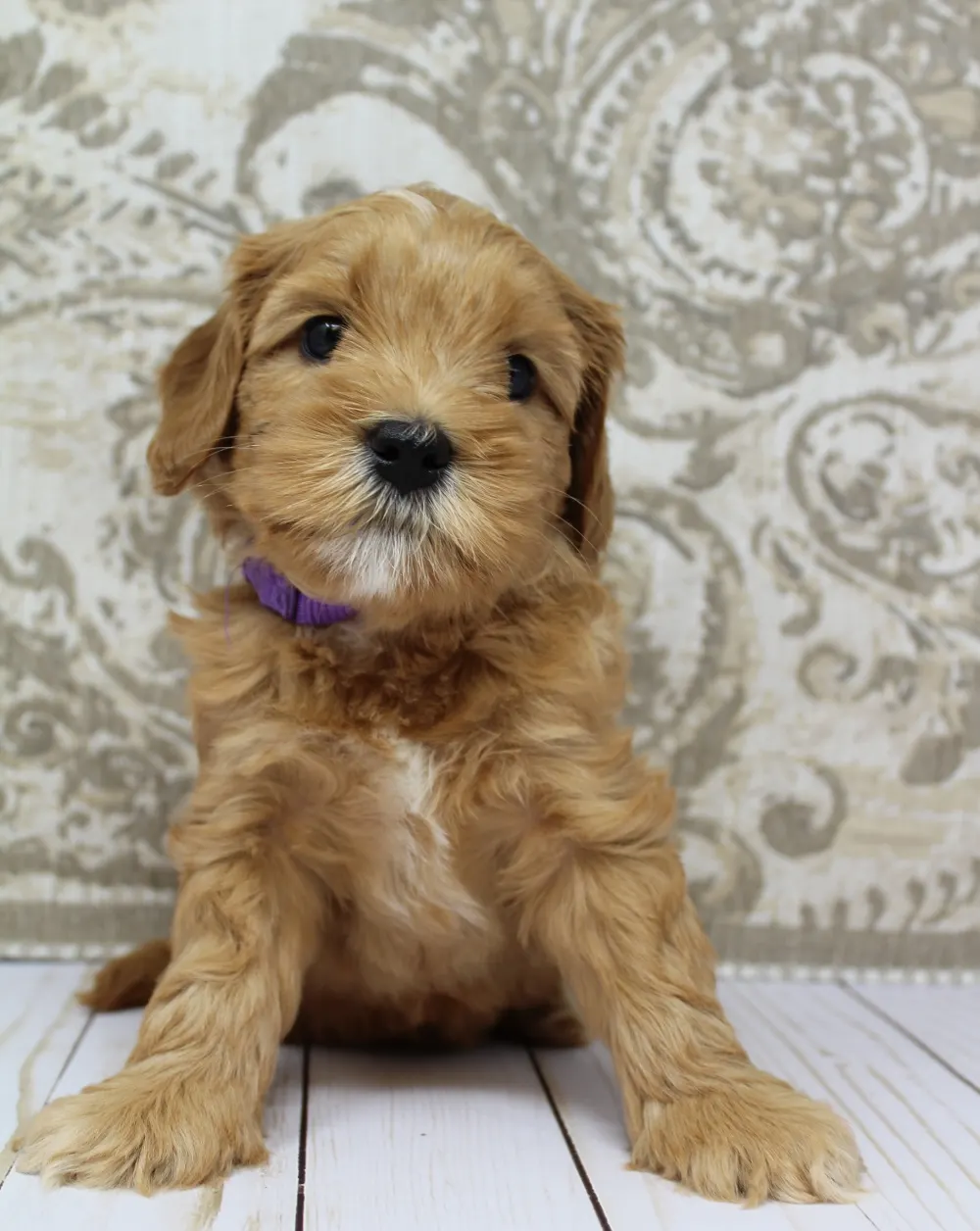 oregon labradoodle breeder puppies