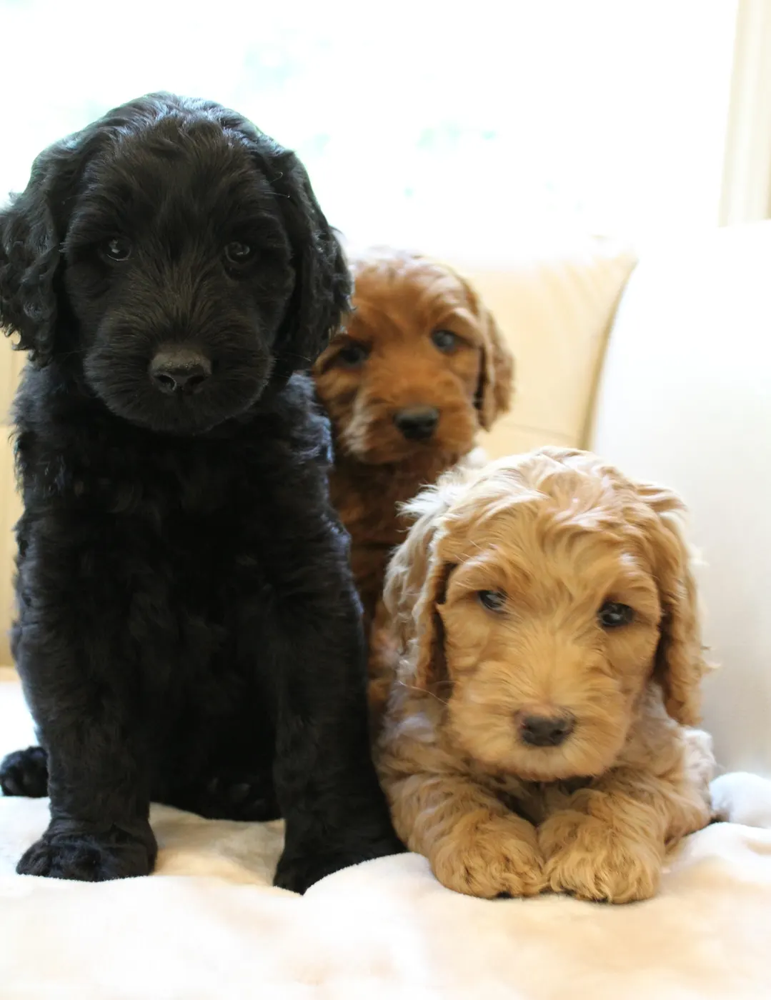 Gracie’s puppies are with their forever families