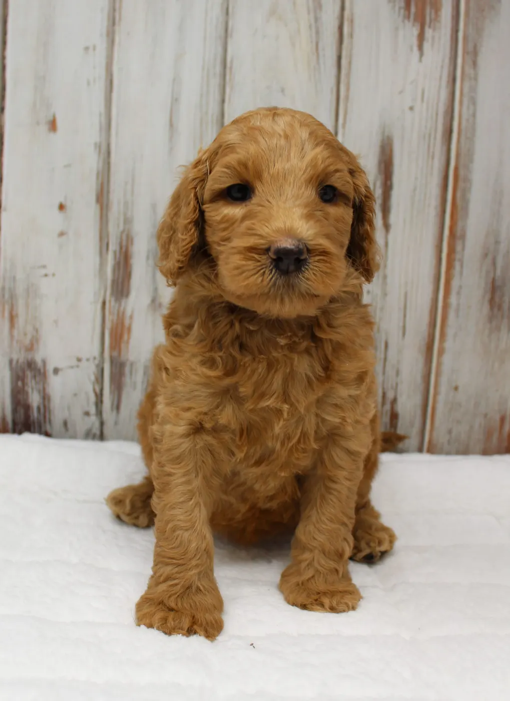 Gracie’s puppies are with their forever families