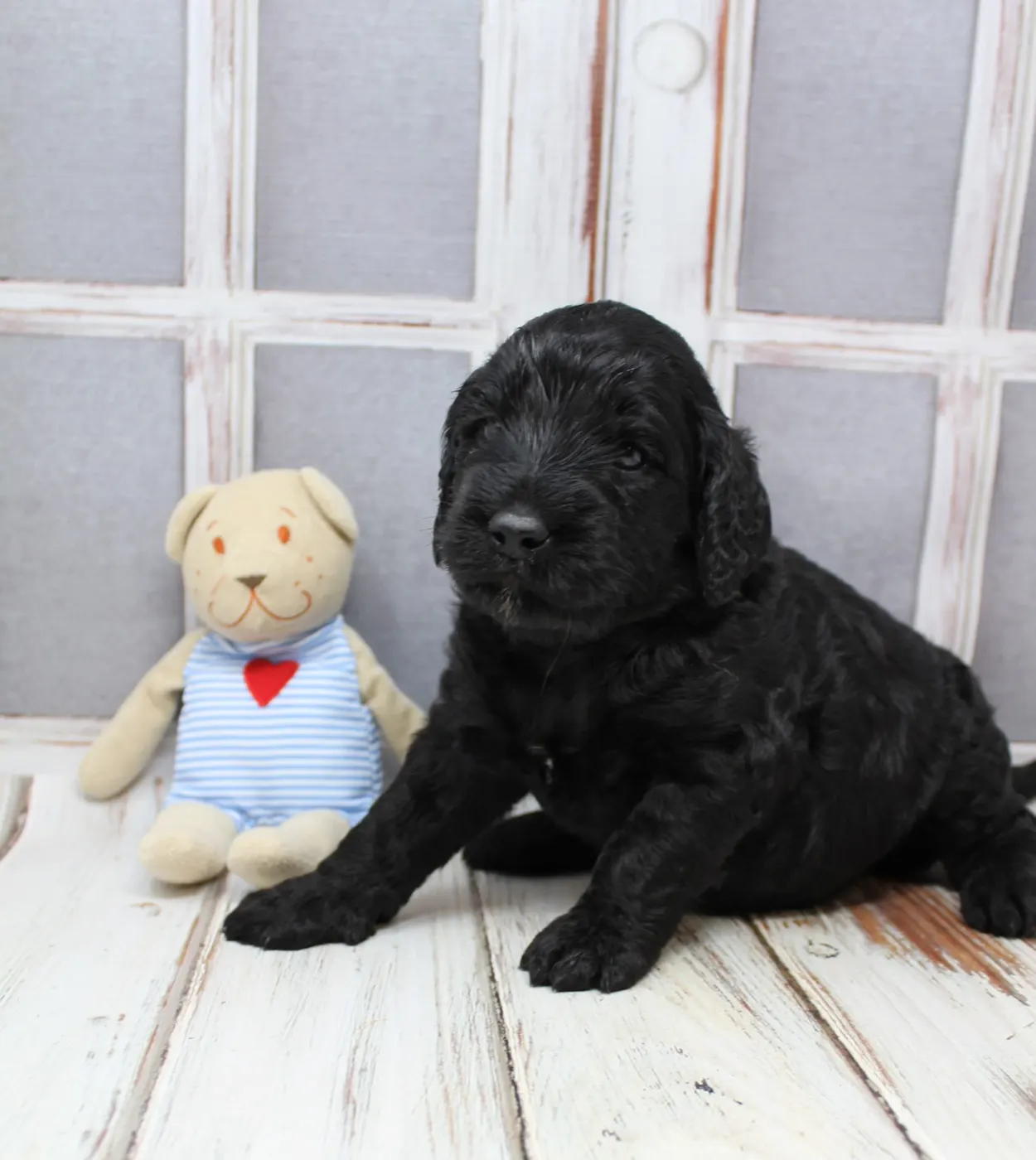 Oregon labradoodles best breeder