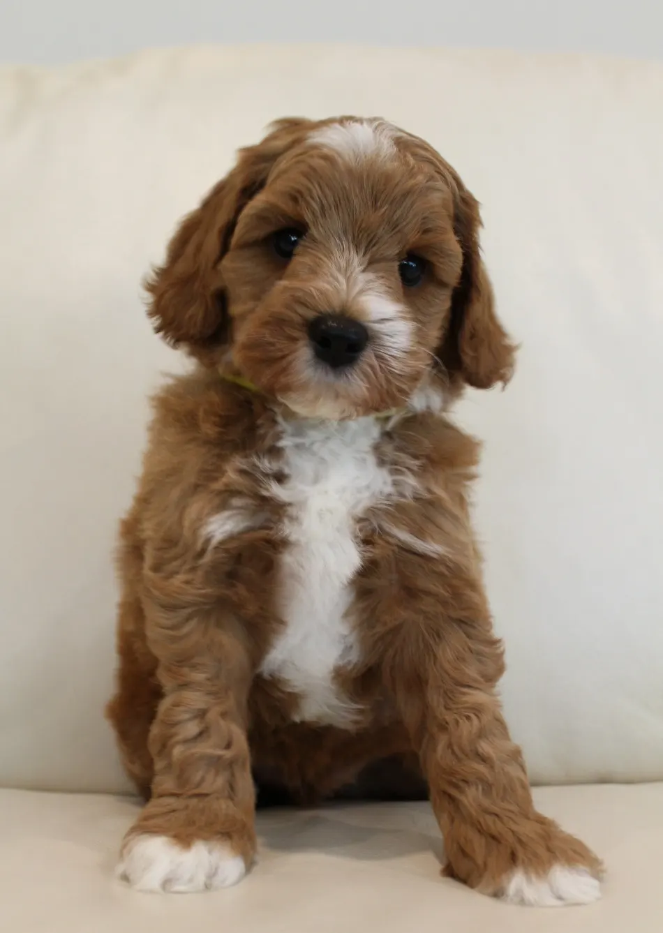 We have puppies available