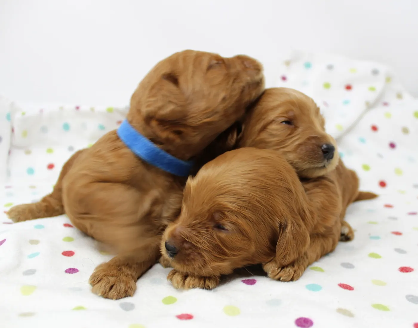 Puppy Culture puppies