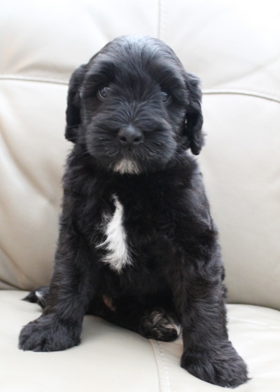 Kylie and Nelson’s puppies are home
