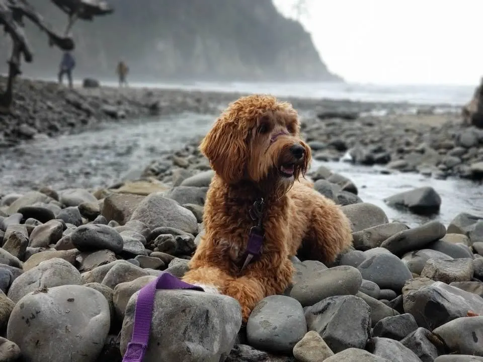 Valley Vineyard Labradoodle