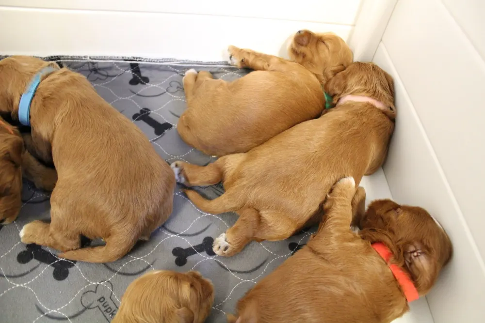 Ally and Watson’s litter is home