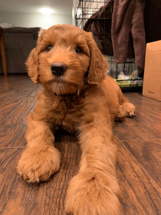 Lilly and Gunner’s Autumn Litter is home