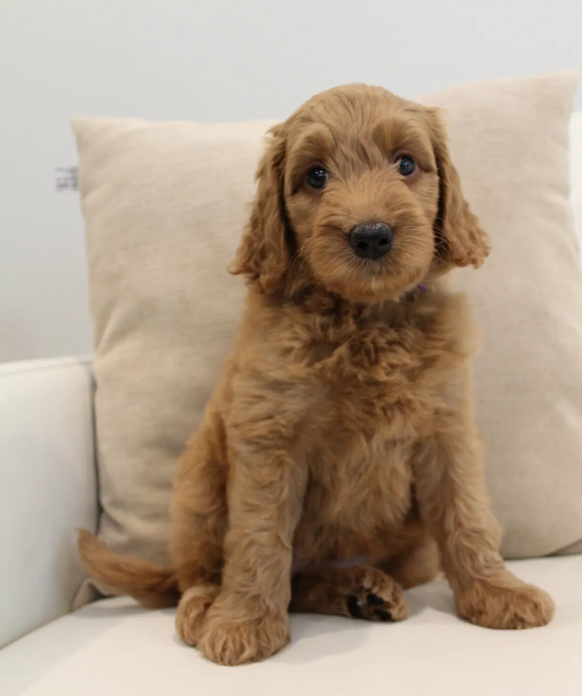 Bella and Gunner’s Bumble Bee puppies are home