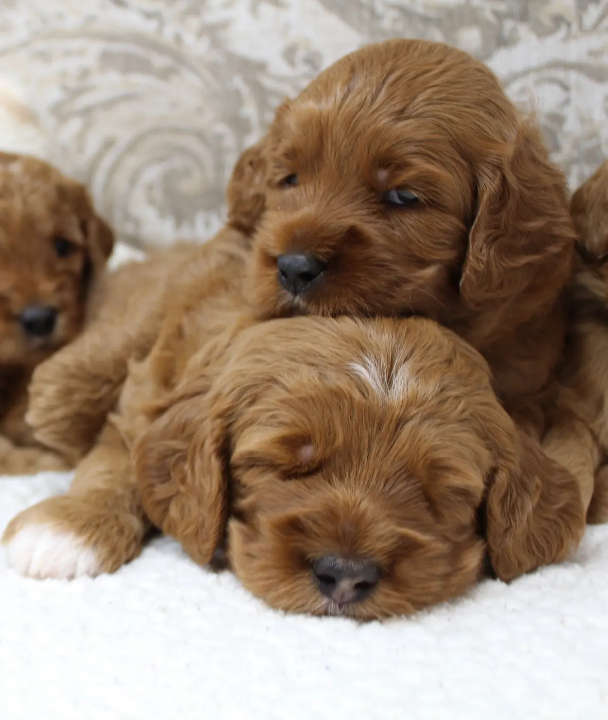 Why buy a puppy from us?