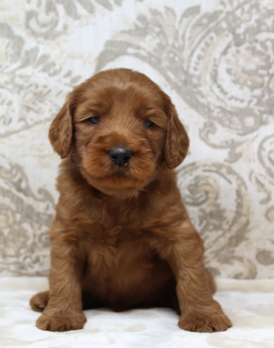 Gracie and Barkley’s litter is home