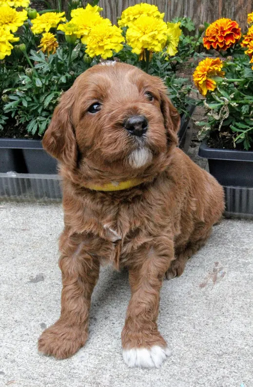Gretel and Gunner’s puppies are home