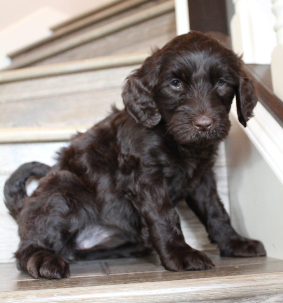 Beaverton labradoodle breeders