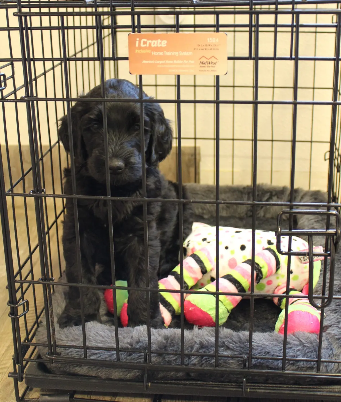 Gracie’s puppies are with their forever families
