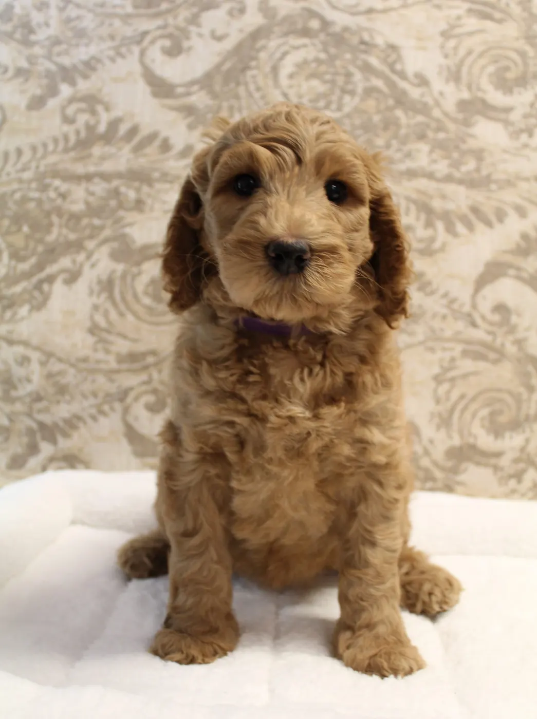 Gracie’s puppies are with their forever families