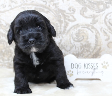 mini black labradoodle puppies Oregon