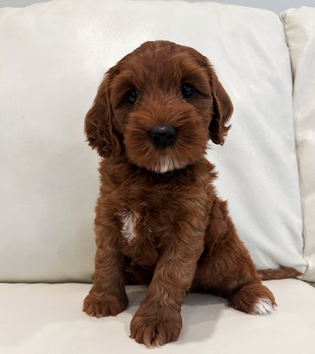 Six weeks Amber