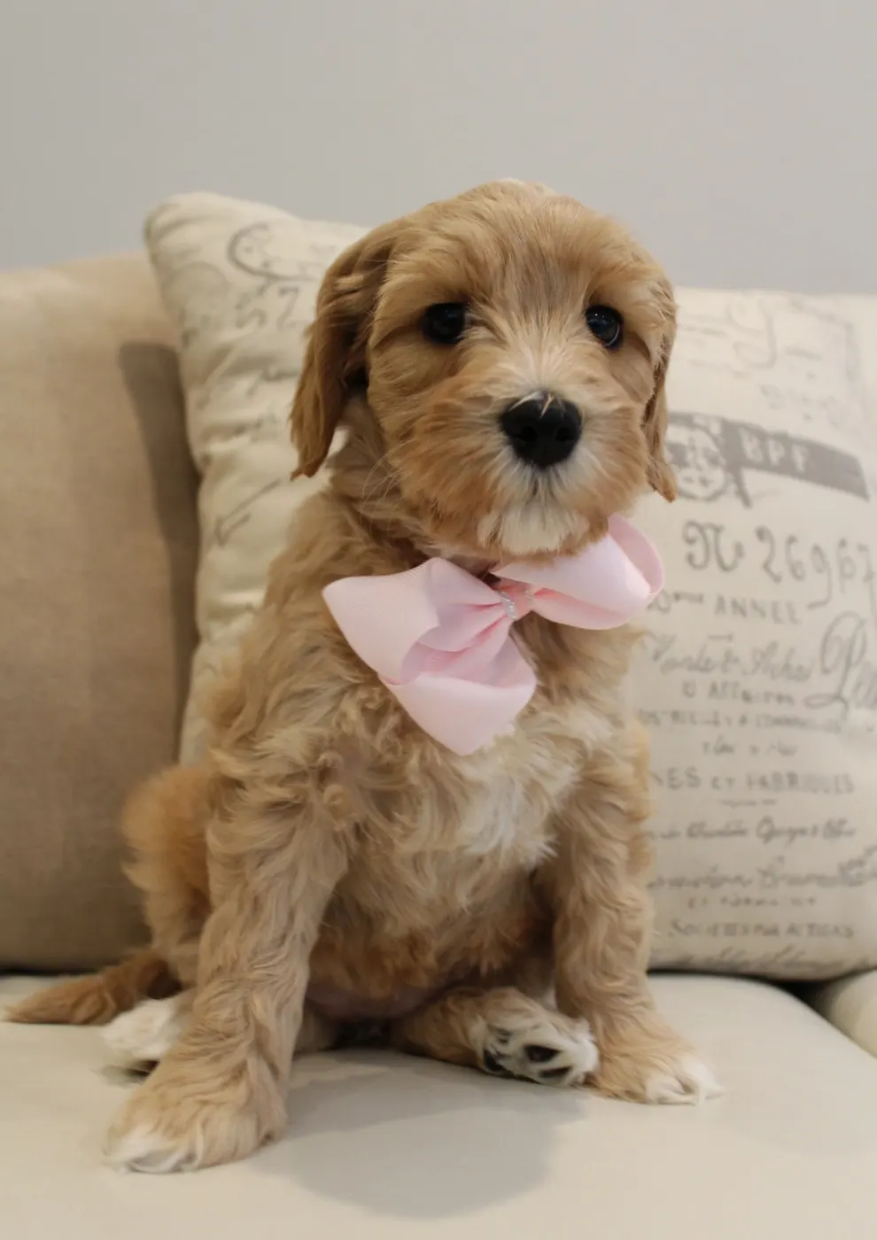 Clara Jane and Bear’s pups are home
