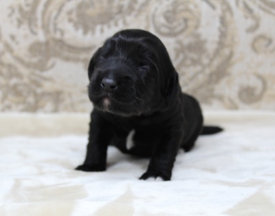 One week Kim