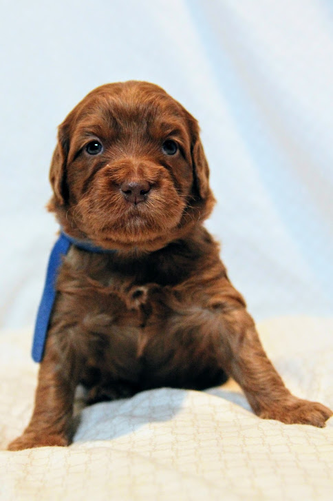 Hazel and Barkley’s puppies are home