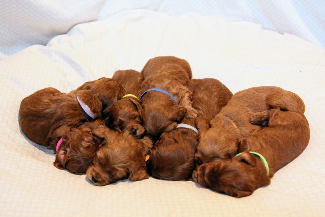 Hazel and Barkley’s puppies are home