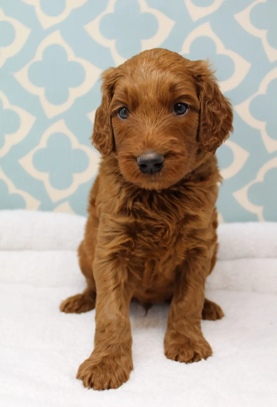 Bella and Gunner’s Bumble Bee puppies are home
