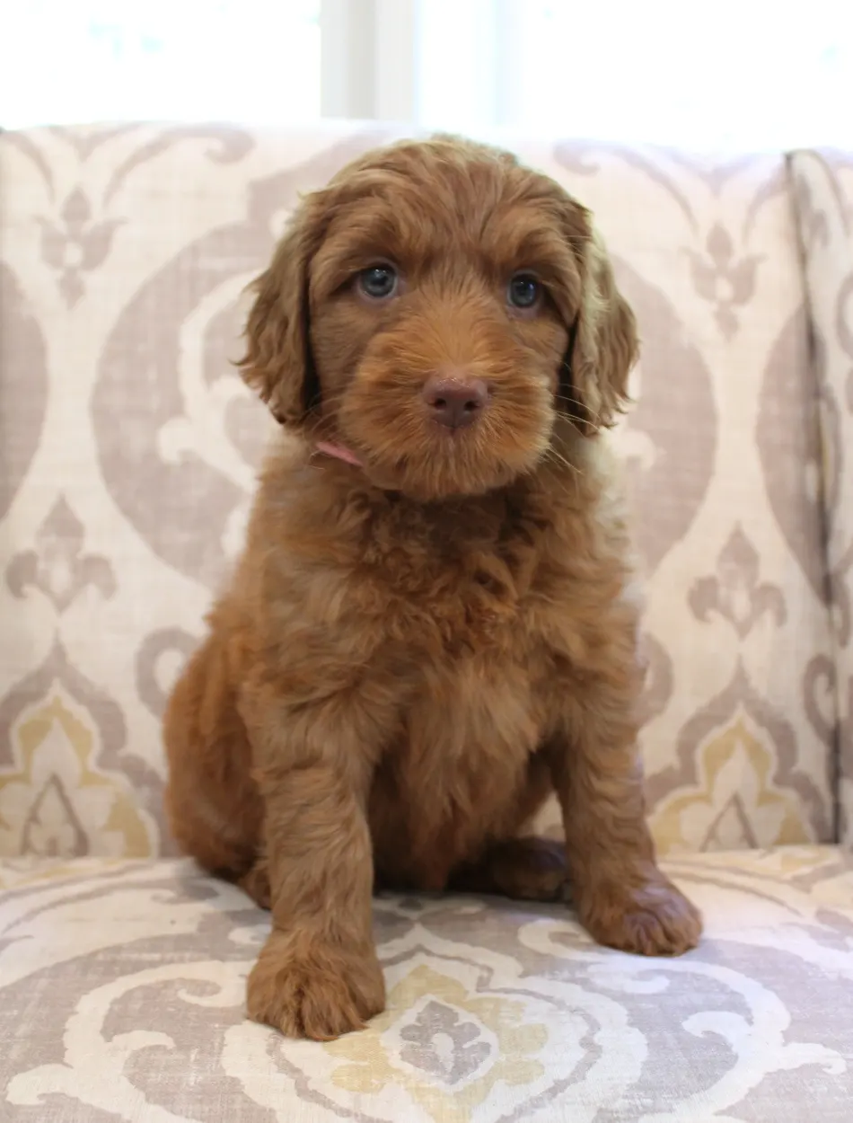Hazel and Barkley’s puppies are home