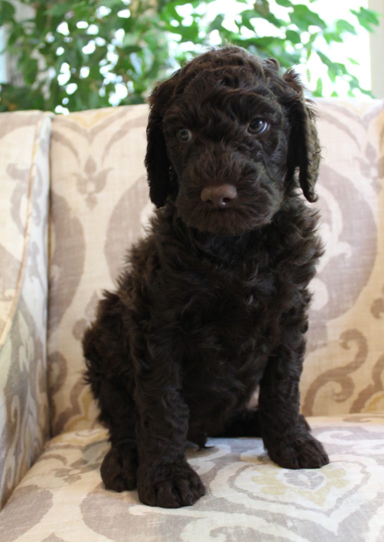 Lizzy and Basil’s pups went home
