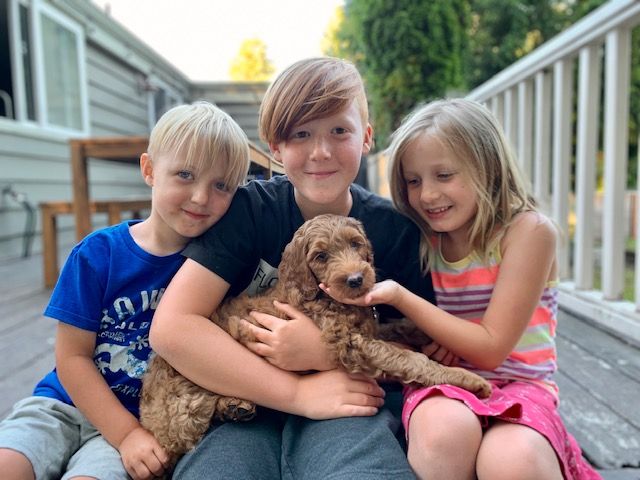 Bella and Gunner’s Bumble Bee puppies are home