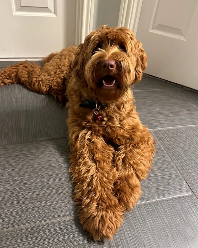 Golden Labradoodle resting on a tiled floor