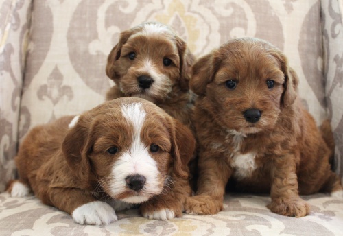 nonshedding therapy puppies