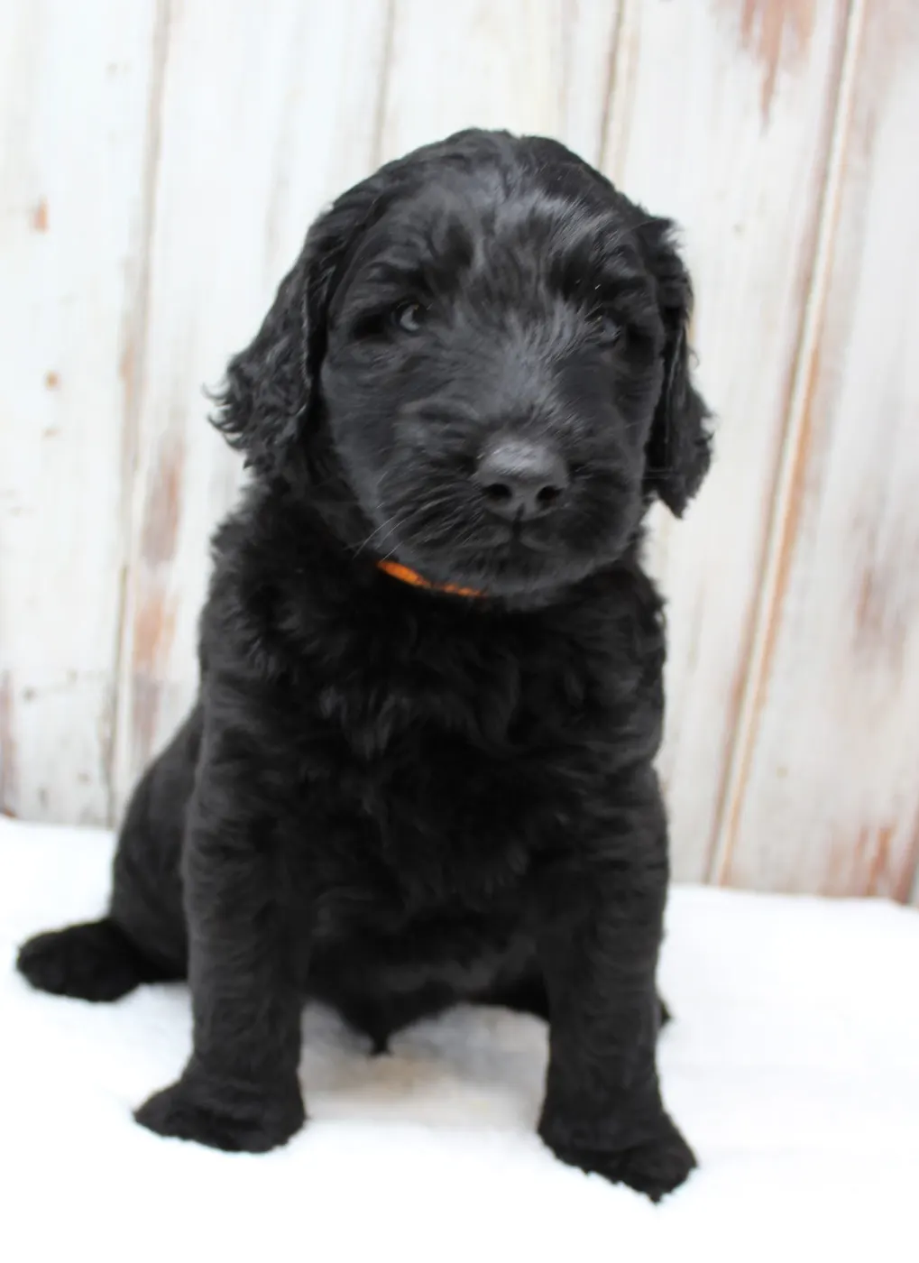 Gracie’s puppies are with their forever families