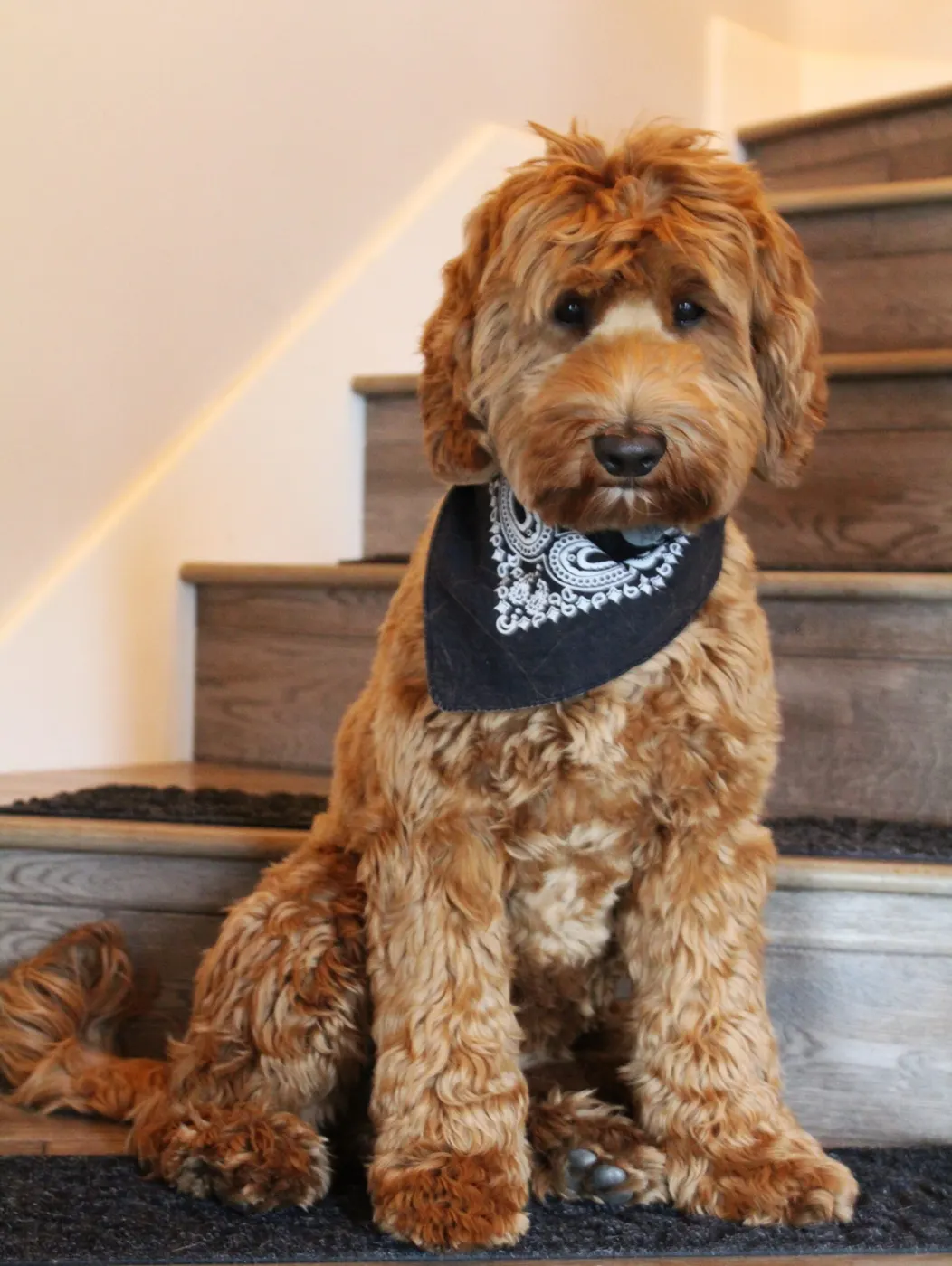 red Australian labradoodles puppies available