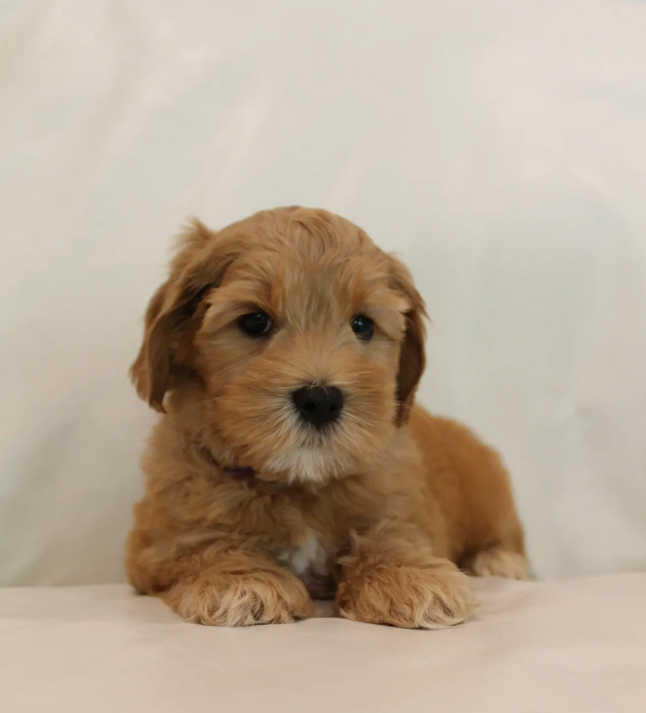 Ally and Watson’s litter is home