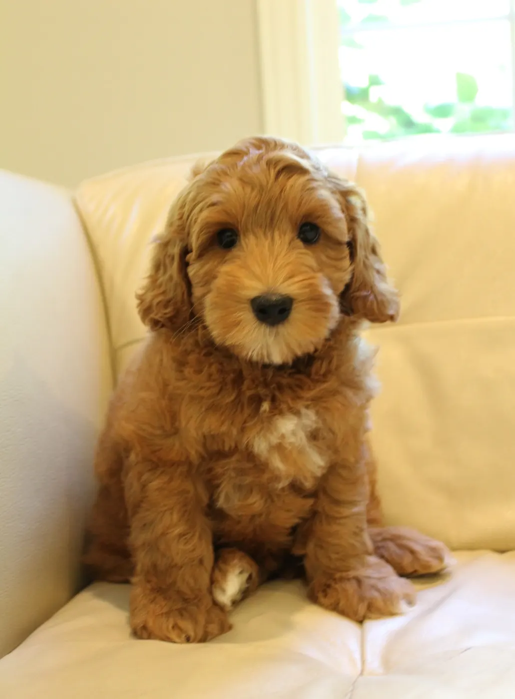 Ally and Watson’s litter is home
