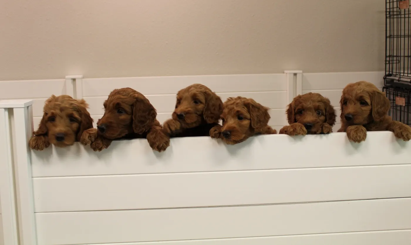 Bella and Gunner’s Bumble Bee puppies are home