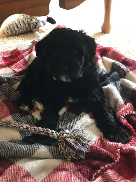Testimonials about our labradoodle puppies