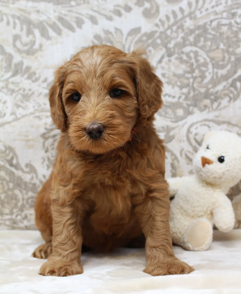 Gracie and Barkley’s litter is home