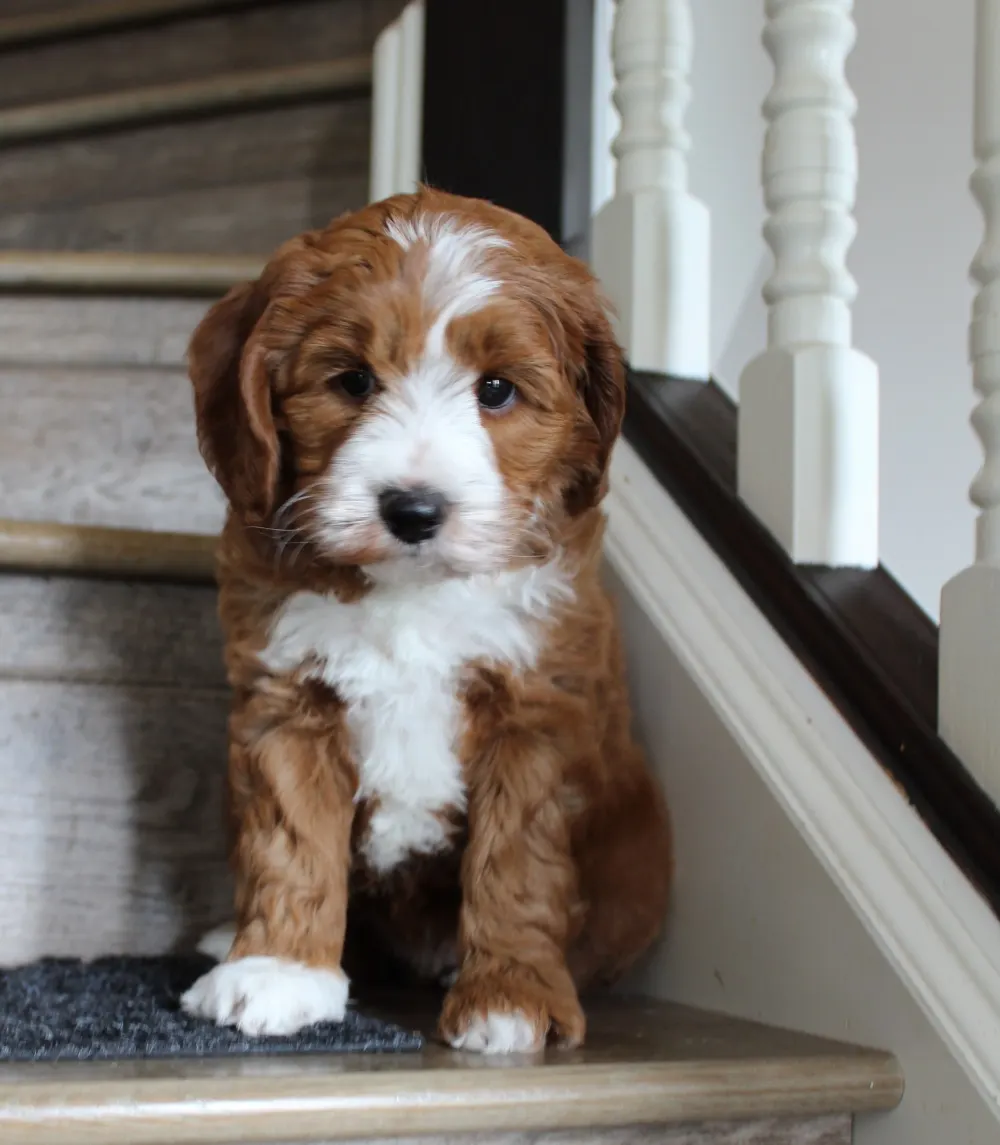 red labradoodle puppies medium available
